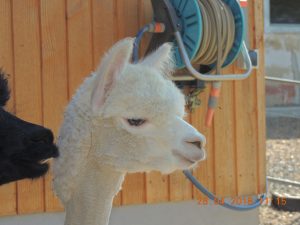 alp4 (41)