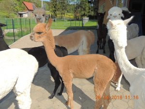 alp4 (44)