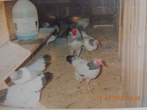 DSCN2466