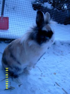 30 Januar 2004 155