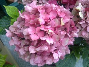 Bild002