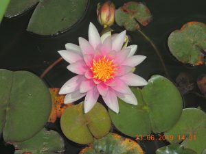 DSCN3366
