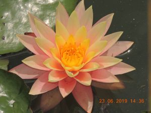 DSCN3387