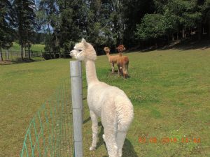 DSCN3414