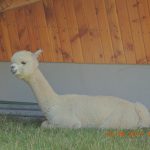 DSCN5157