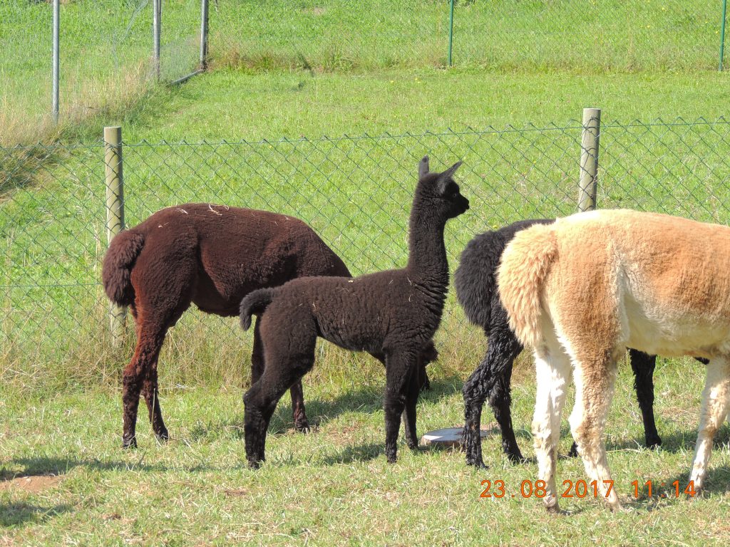 DSCN5163