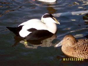 Enten 1 038