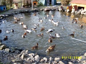 Enten 1 103