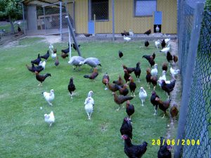 Enten-Geschenk-Meers. Juli 04 010