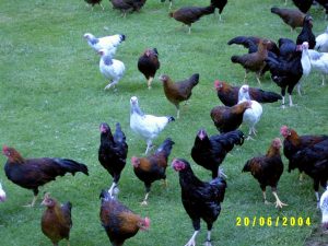 Enten-Geschenk-Meers. Juli 04 013