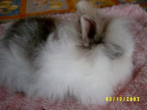 Hasen2 008