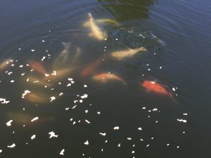 IMG_4625