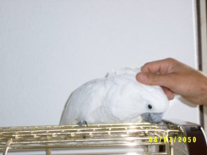 Juni 1 078