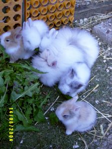 Meerschweinchen u. Stall Juni 04 045