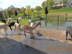 alp4 (2)