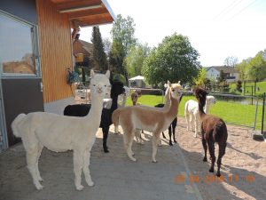 alp4 (51)