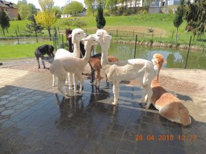 alp4 (53)